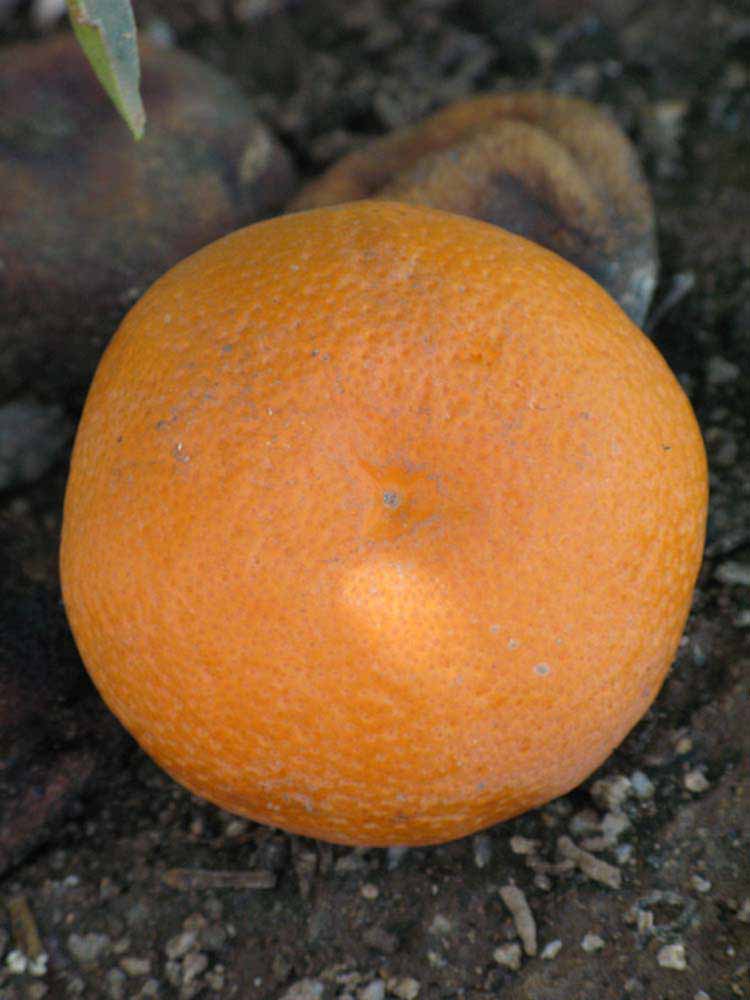            Fruit (Riverside, CA)   